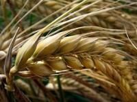 Spring barley seeds Image