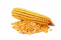 Monica corn seeds
