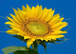Sunflower seeds NS-X-498 (Elite) Novi Sad (Serbia) resistant to Granstar tribenuron-methyl